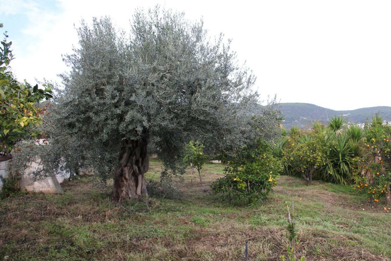 Villa Krassi 에피다우로스 외부 사진